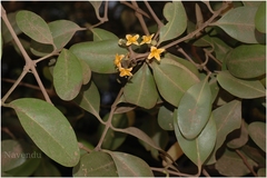 Avicennia officinalis